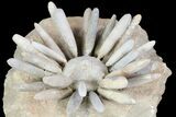 Wide Urchin (Asterocidaris) Fossil - Jurassic #76381-3